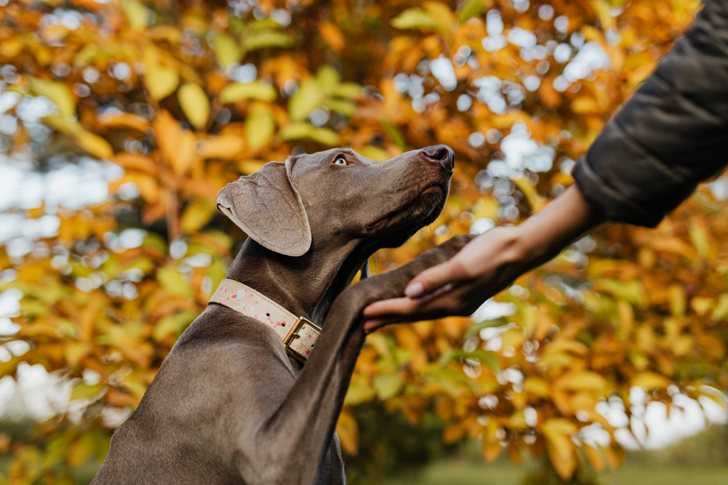 Dog putting its paw on a person’s hand