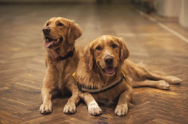 What Are The Benefits of Giving Your Dog Fish Oil?