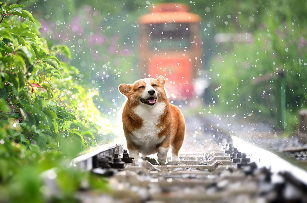 Dog with a shiny coat