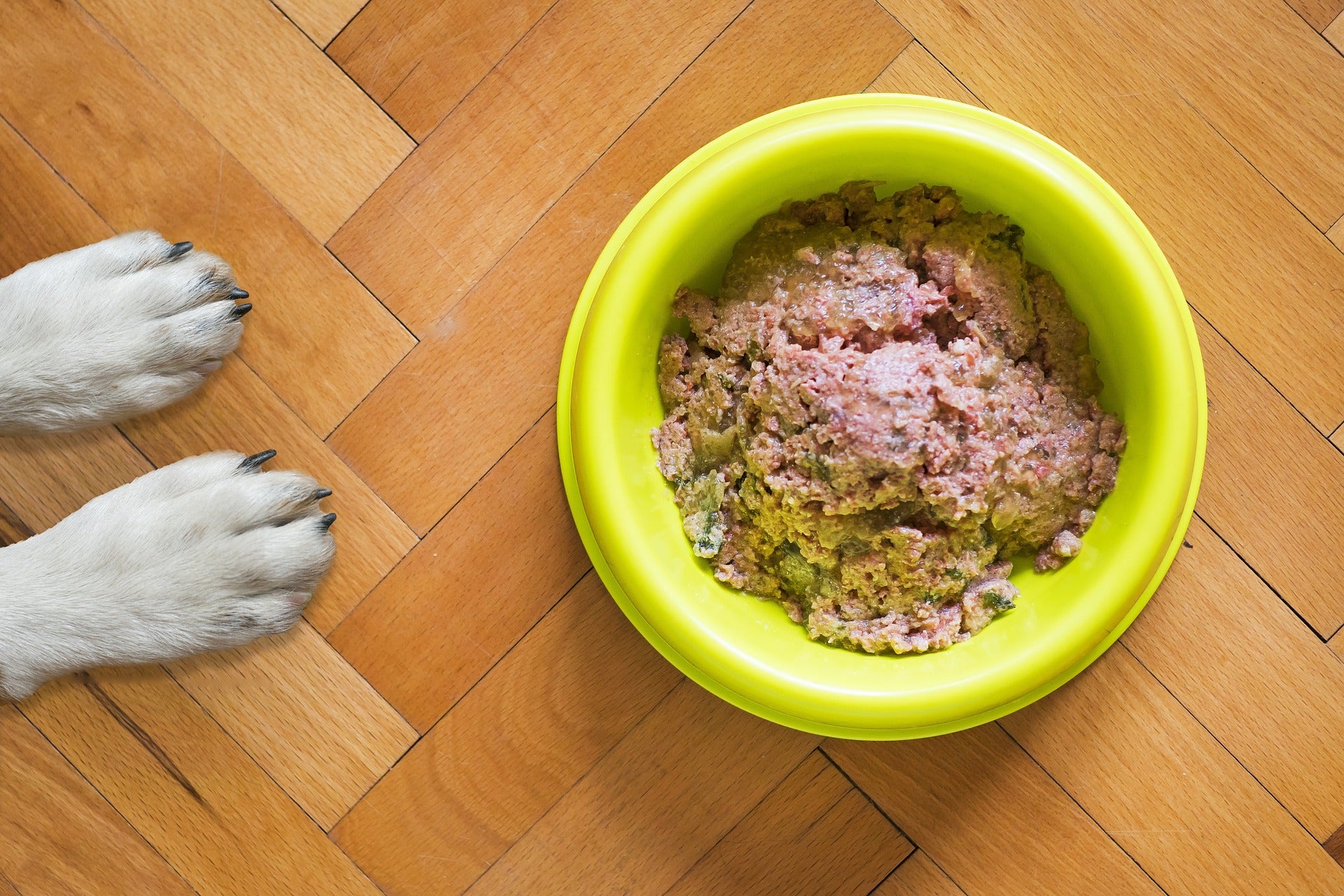 View of Omega-3 for Dogs: How It Supports Canine Health - Stryde