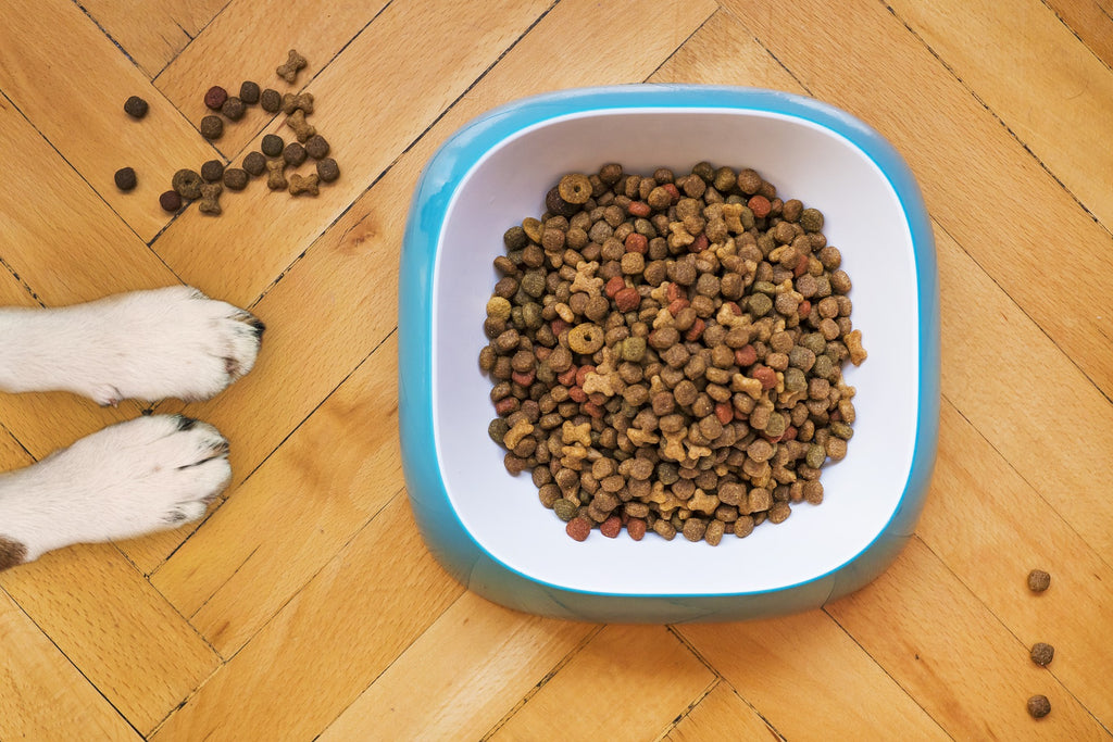 Dog paws and dry dog food