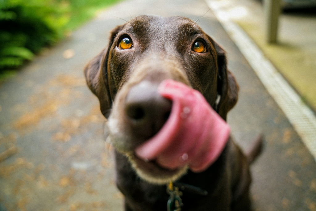 Fish Oil vs. Flaxseed Oil for Dogs