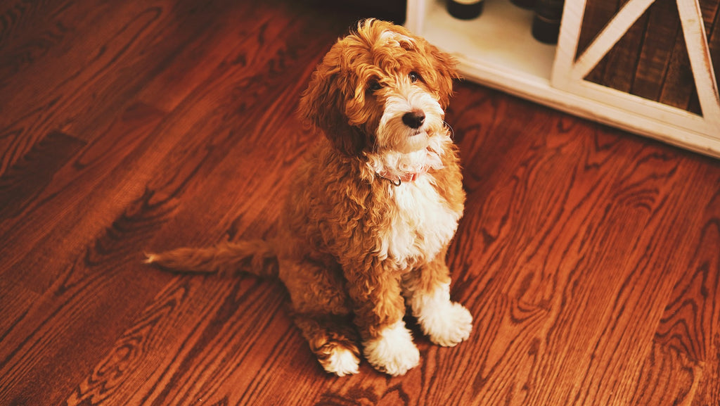 A young dog sitting on wooden flooring
