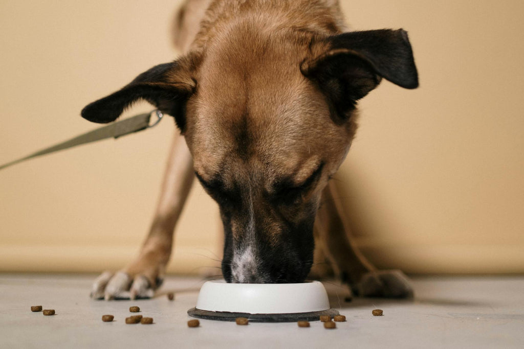 Dog eating out of dog bowl
