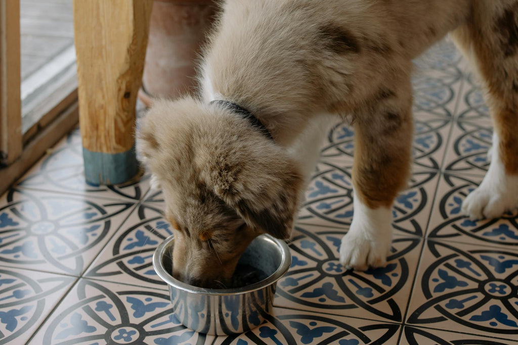 A Complete Guide to Fish Oil For Dogs