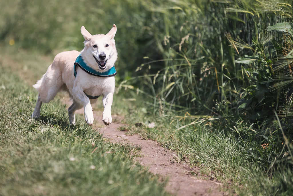 White dog with teal collar running outside