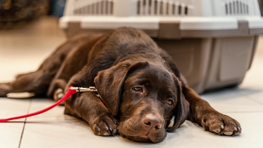 Common Kidney Problems in Dogs