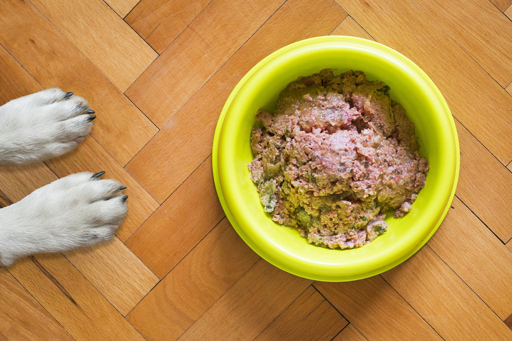 Close-up of a dog’s paws and a bowl with wet dog food