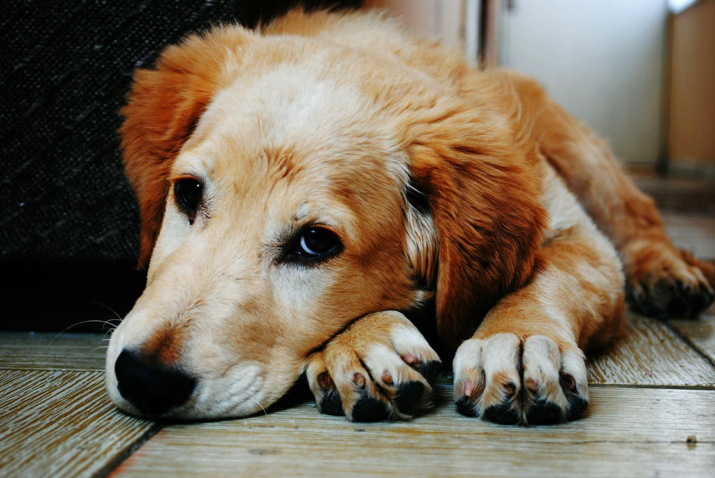 Dog laying on wooden floor