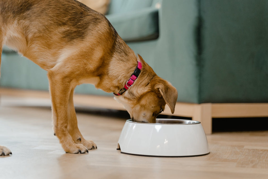 Dog eating from its bowl