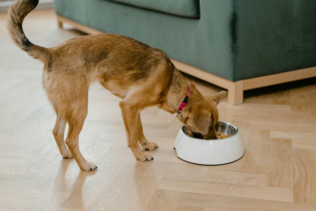 A dog eating food from a bowl