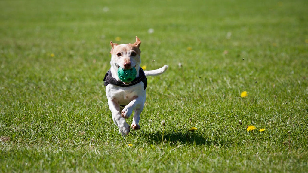 Dog running on grass with a ball