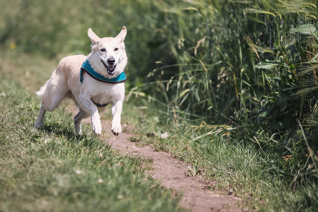 healthy dog running to stay healthy