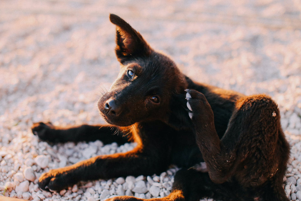 Puppy scratching its ear