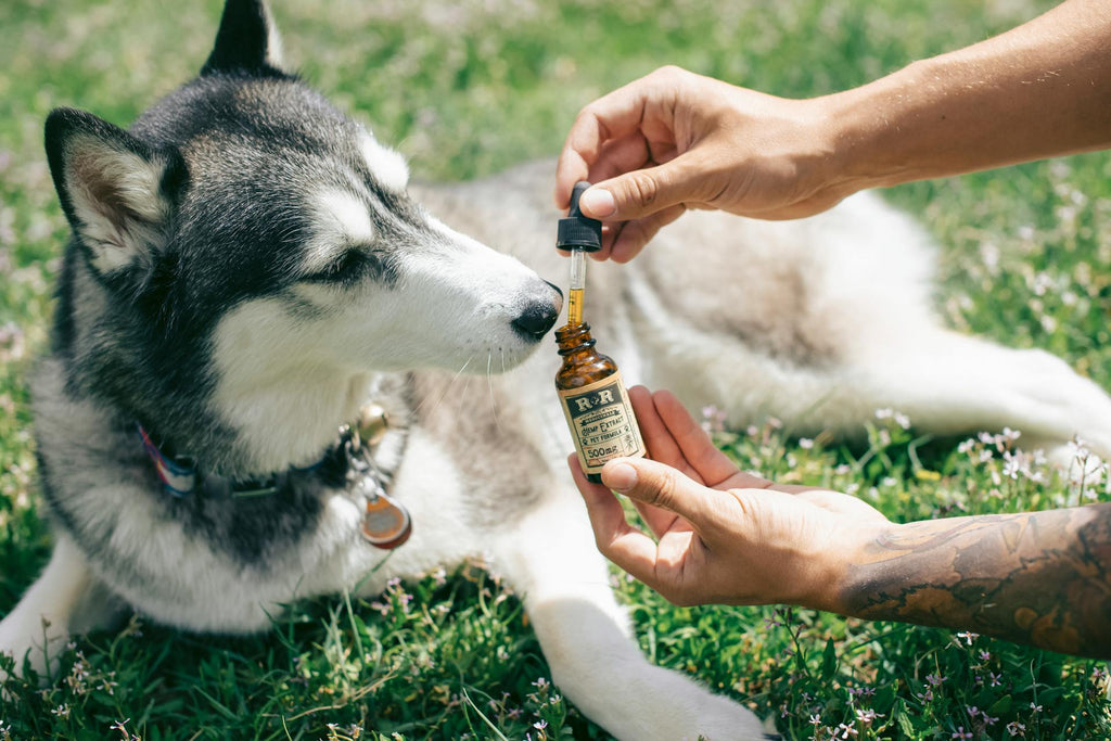 Dog receiving liquid supplements from owner