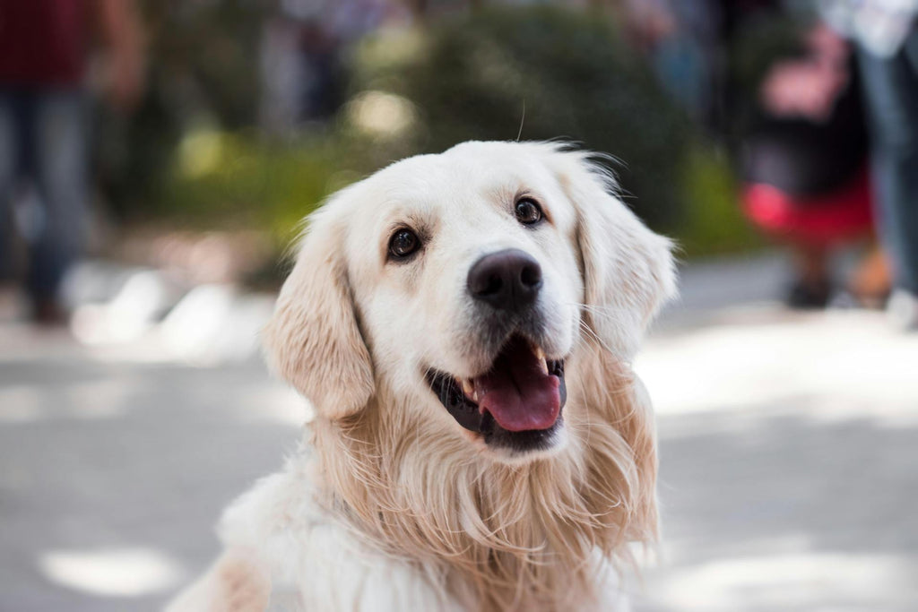 Close up shot of a happy and healthy Golden Retriever